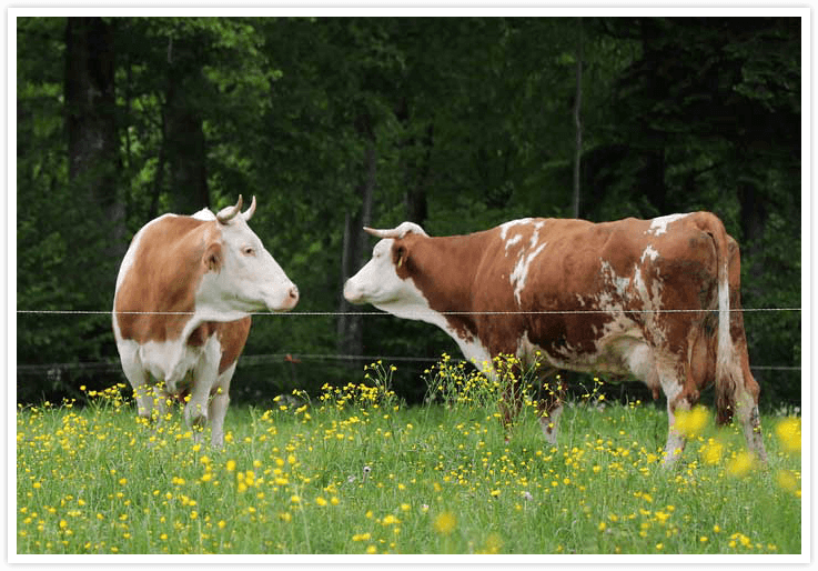 Faires Kozept für Kühe - Bayerische Bauernmilch